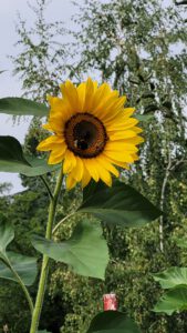 Die Sonnenblumen gehören dem Nachbarn, aber sie sind eine wunderschöne Kulisse.