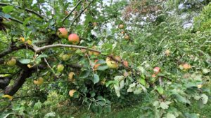 Unsere Äpfelbäume im Schrebergarten!